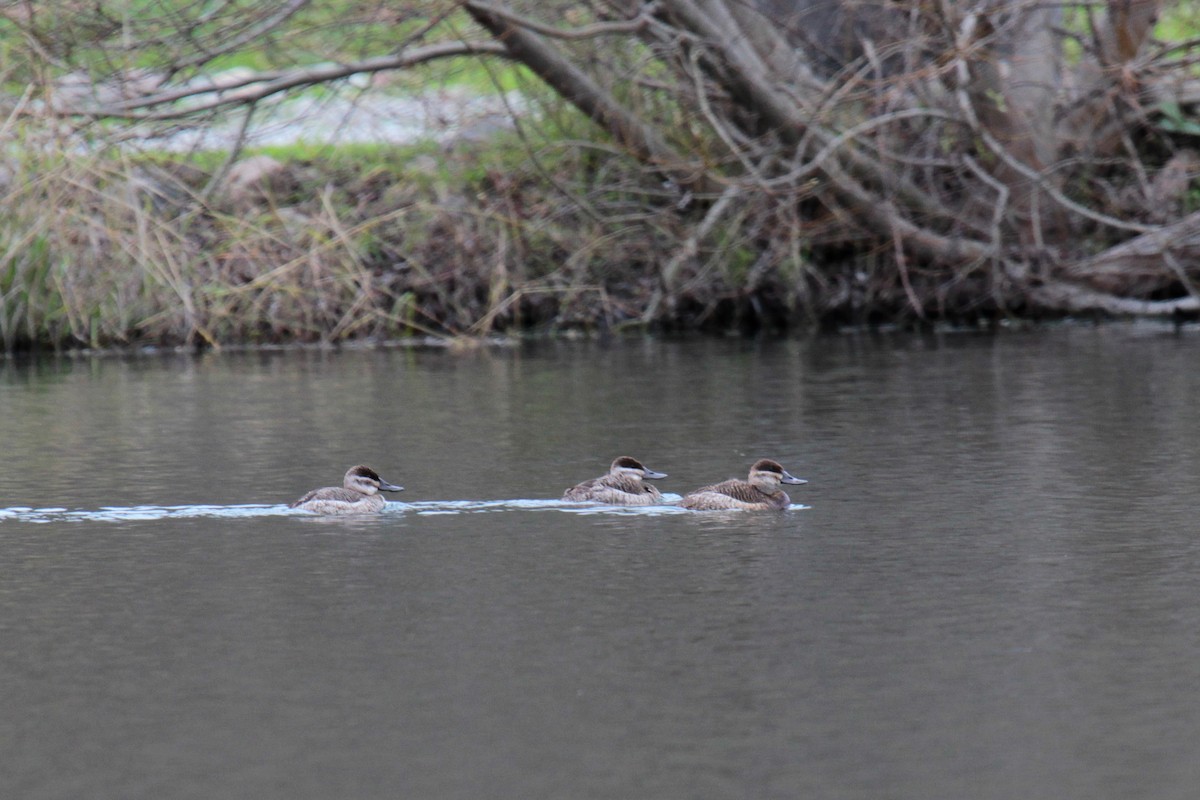 Ruddy Duck - ML23833151