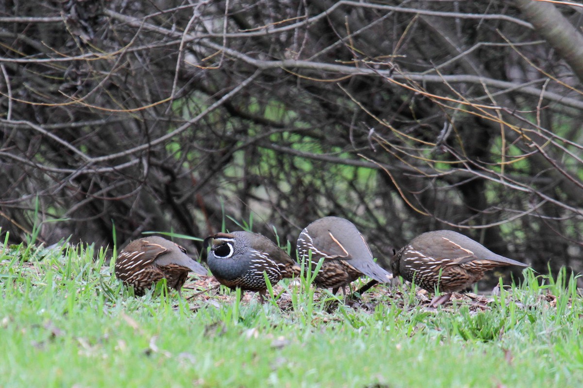 California Quail - ML23833181