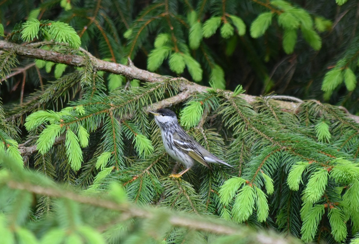 Blackpoll Warbler - ML238332481