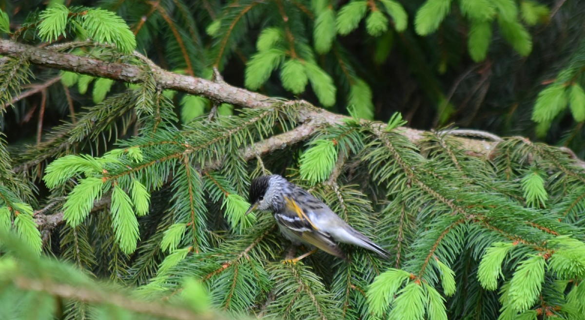 Blackpoll Warbler - ML238332601