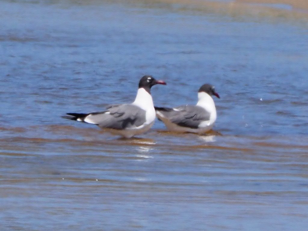 Laughing Gull - ML238333411