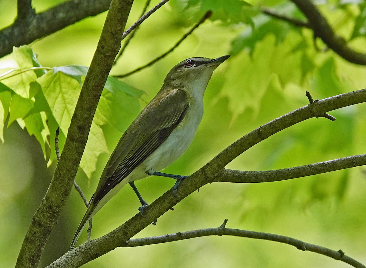 Red-eyed Vireo - ML238335051