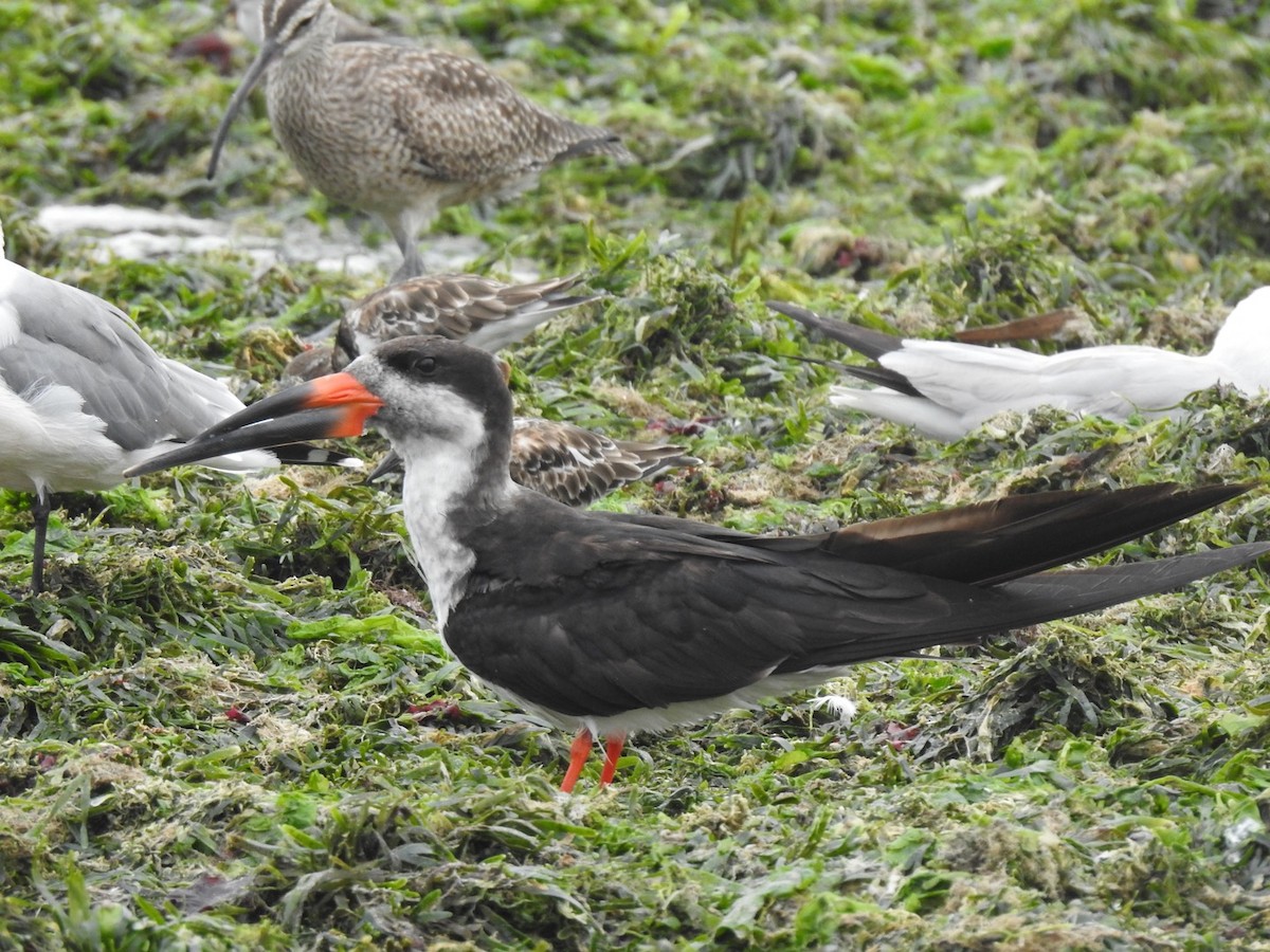 Black Skimmer - Dave Linehan