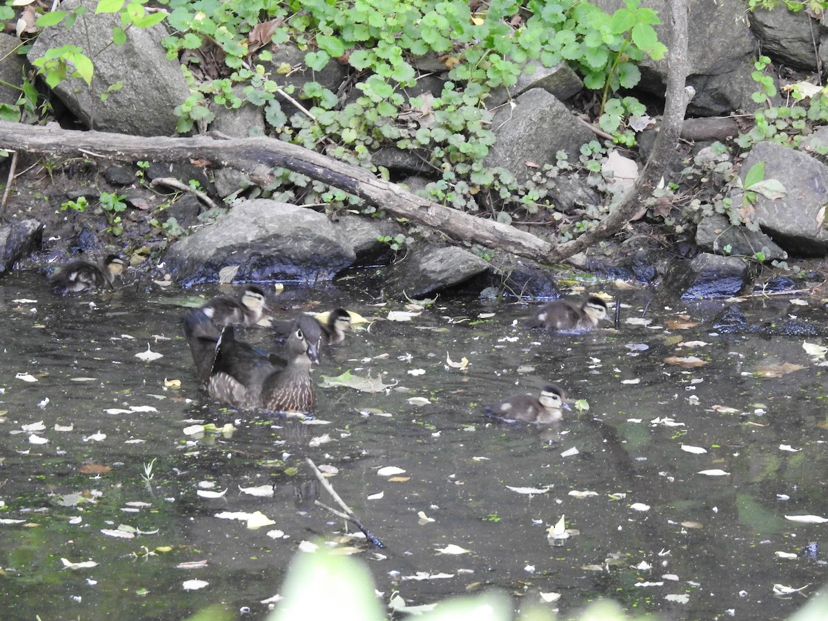 Wood Duck - ML238337871