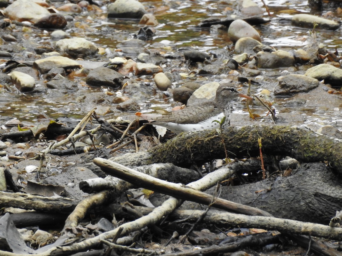 Spotted Sandpiper - ML238337921