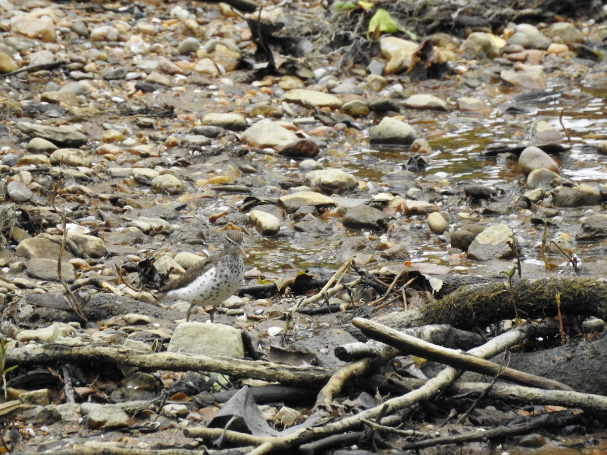 Spotted Sandpiper - ML238337941