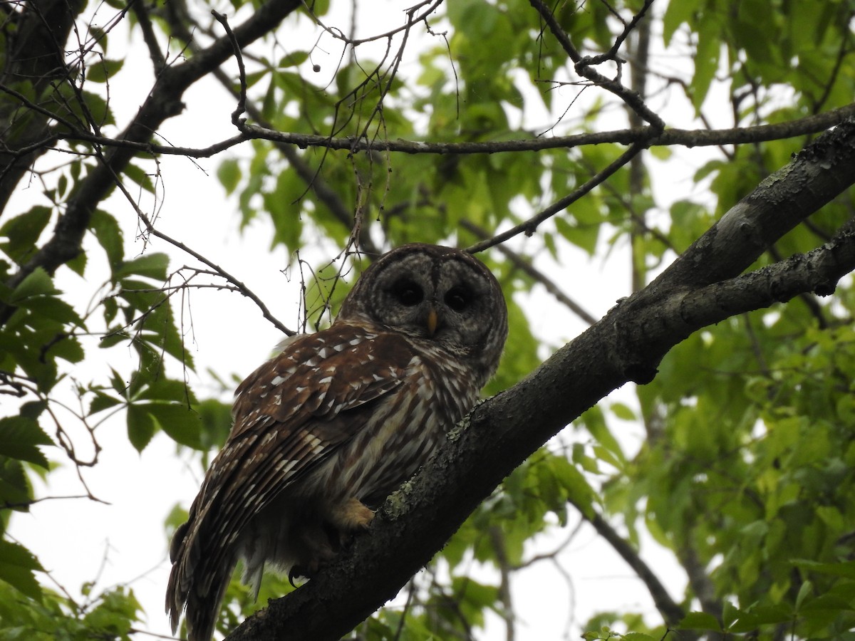 Barred Owl - ML238337971