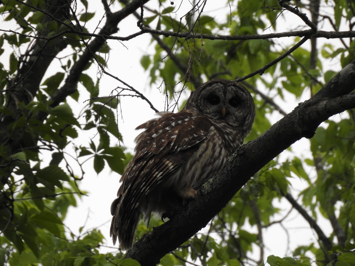 Barred Owl - ML238337981