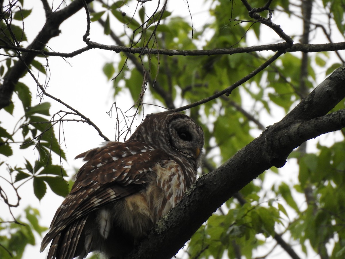 Barred Owl - ML238337991