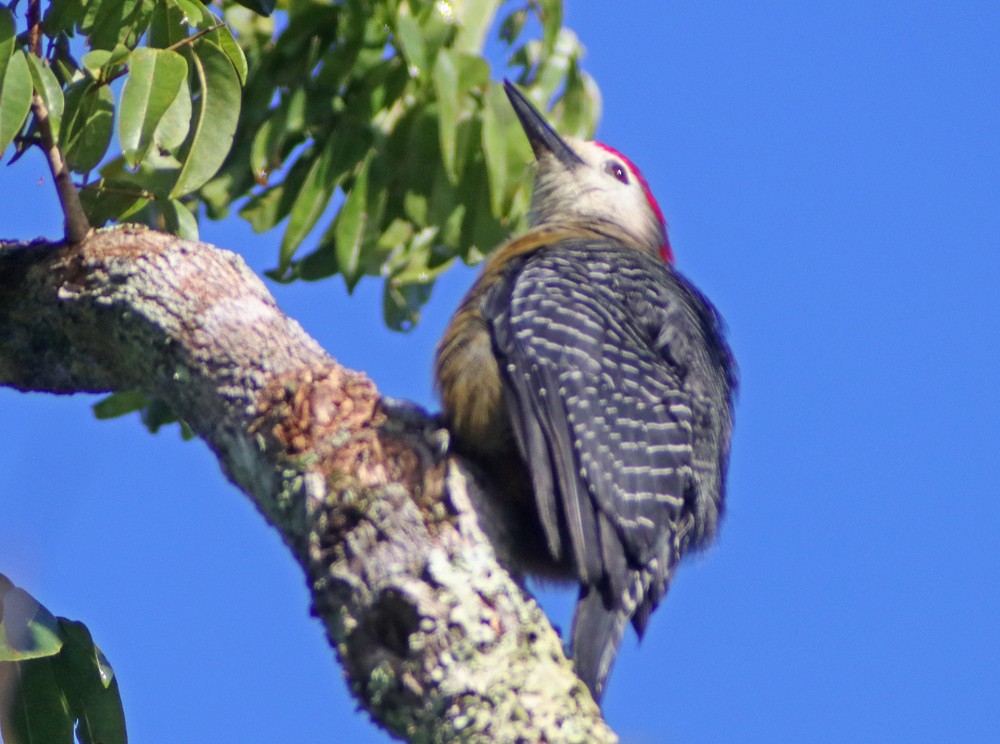 Jamaican Woodpecker - ML238338091
