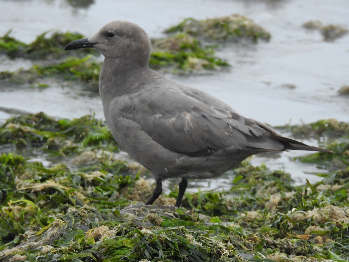 Gray Gull - ML238339541