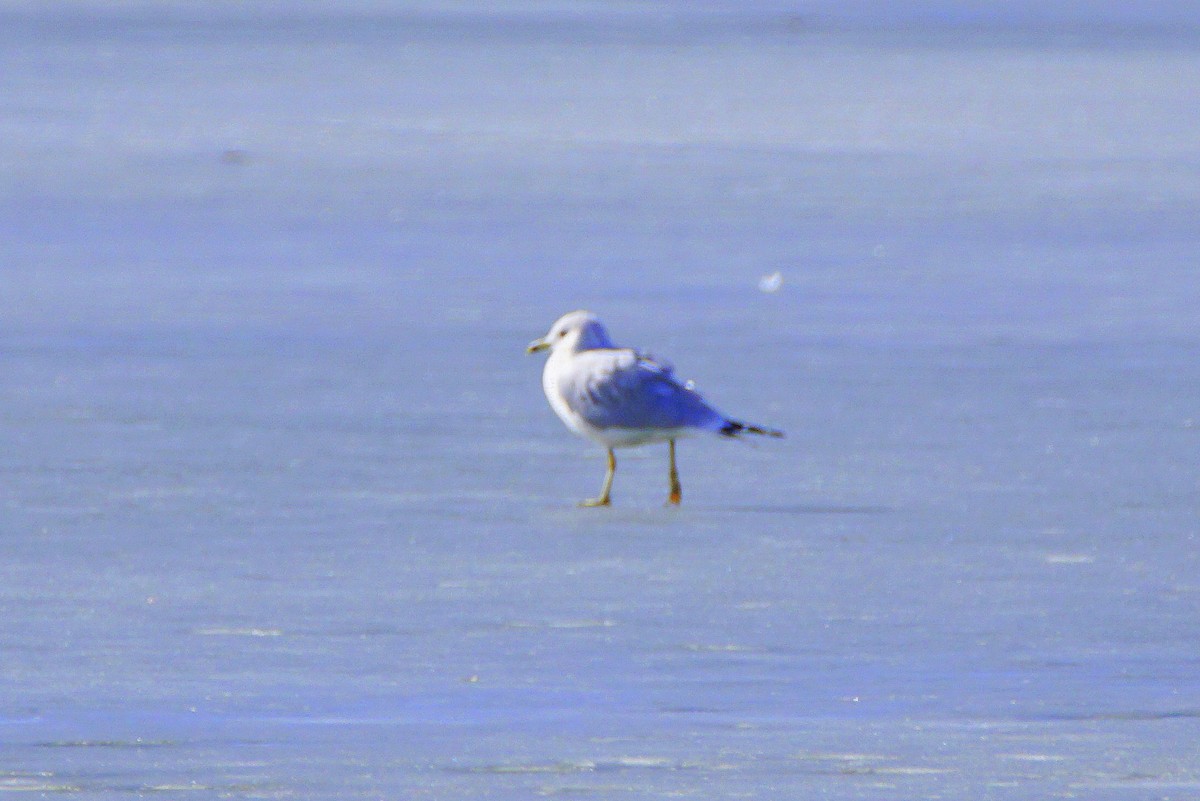 California Gull - Jason B Bidgood