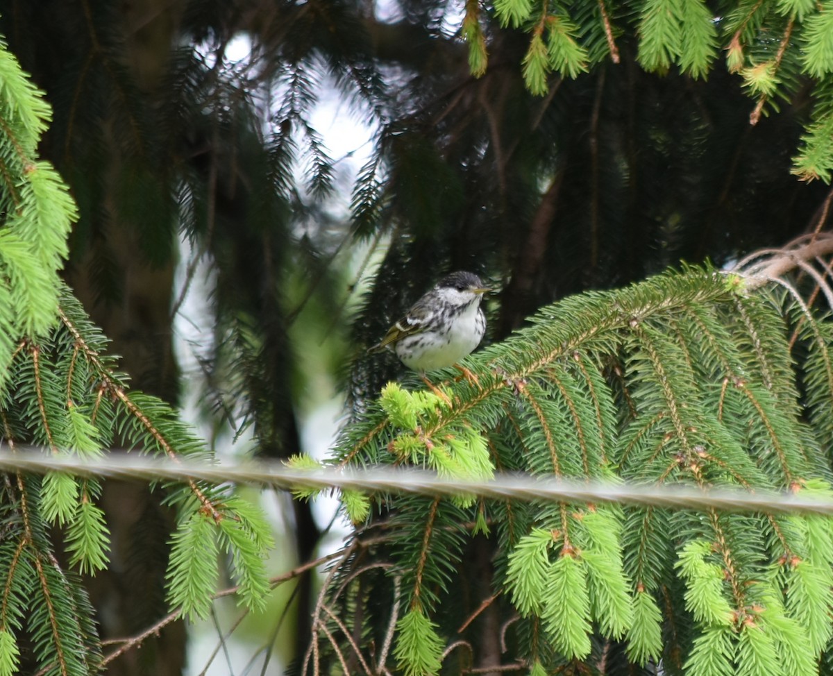 Blackpoll Warbler - ML238340581