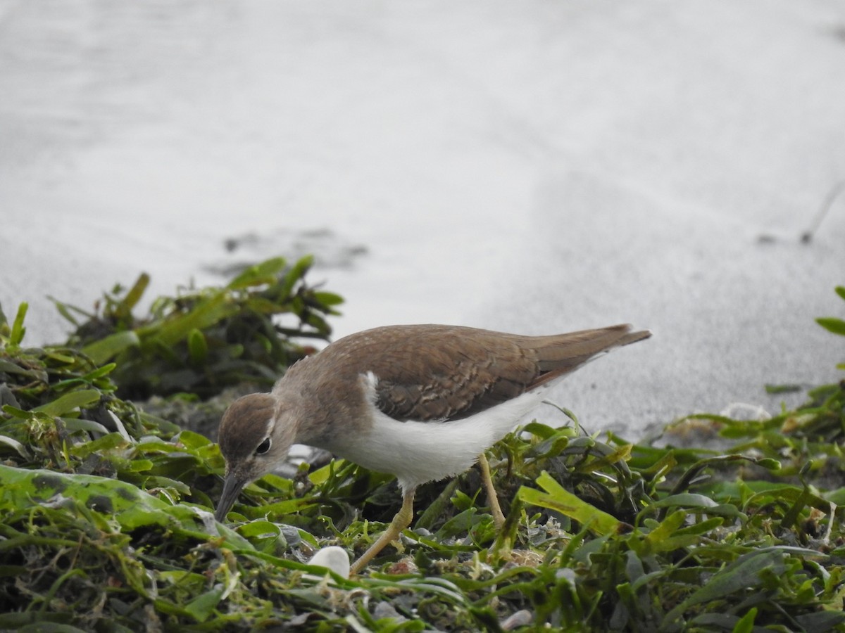 Spotted Sandpiper - ML238341331