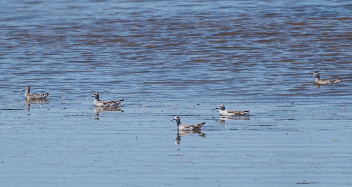 Wilson's Phalarope - Elizabeth Crouthamel