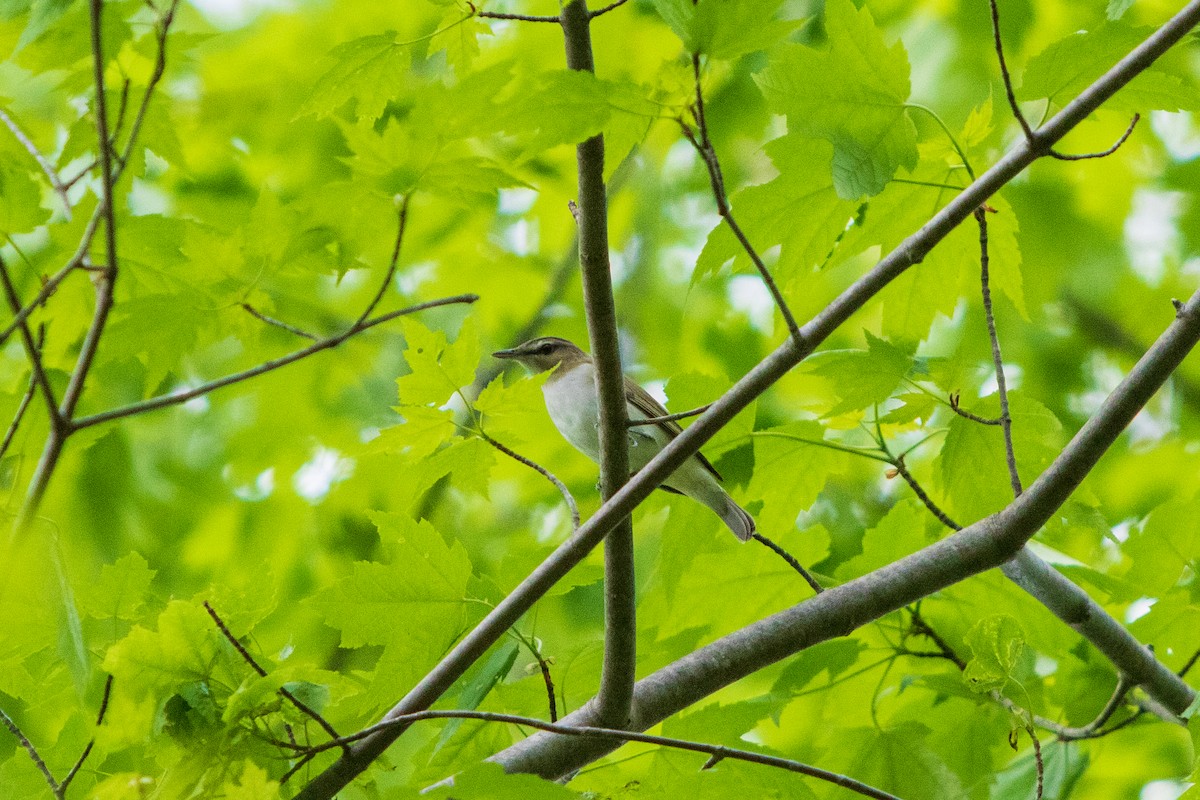 Red-eyed Vireo - ML238344331