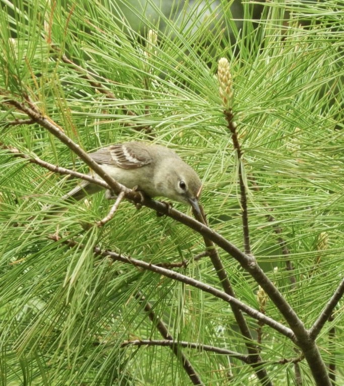 Pine Warbler - Pat Phillips