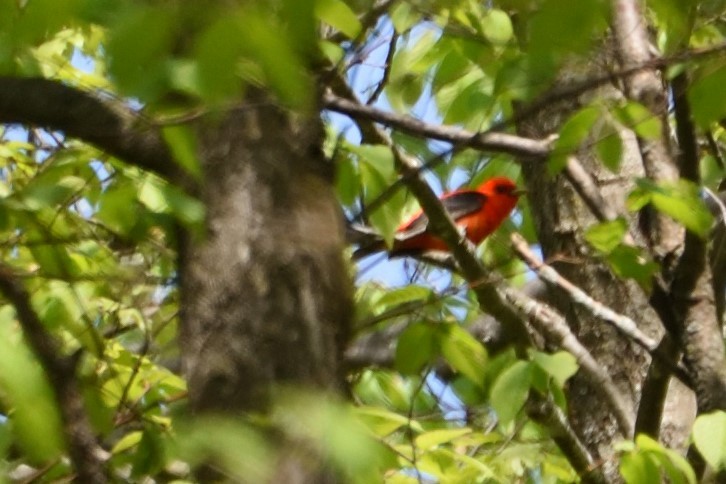 Scarlet Tanager - ML238345471
