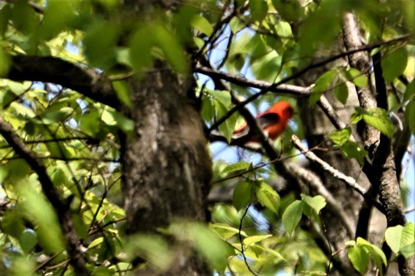 Scarlet Tanager - ML238345481