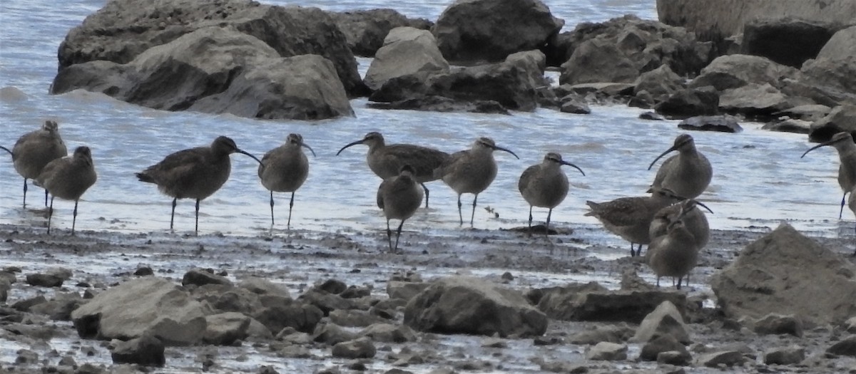 Whimbrel - Paul McKenzie