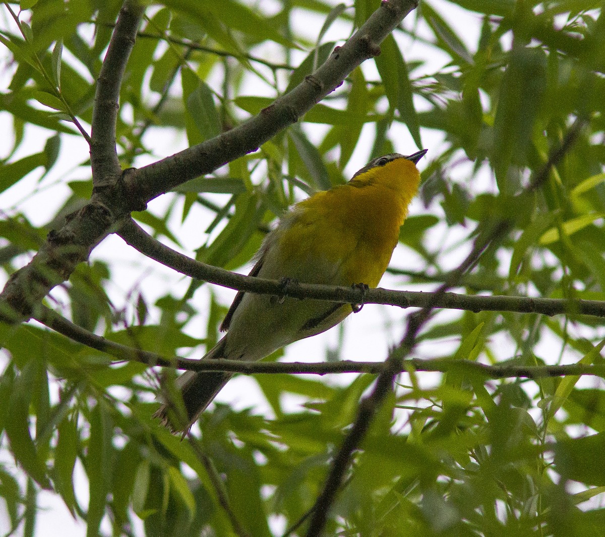 Yellow-breasted Chat - ML238346031