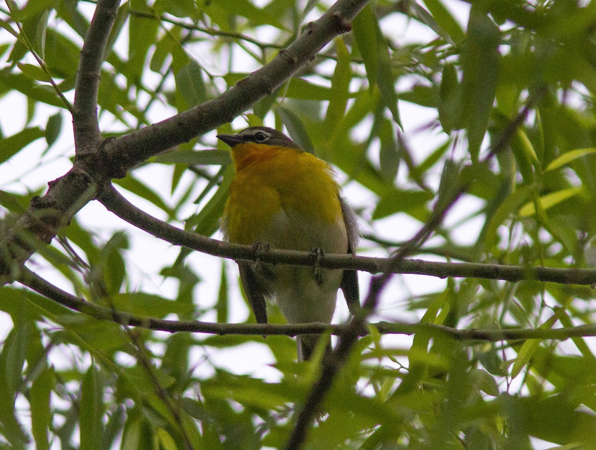 Yellow-breasted Chat - ML238346201