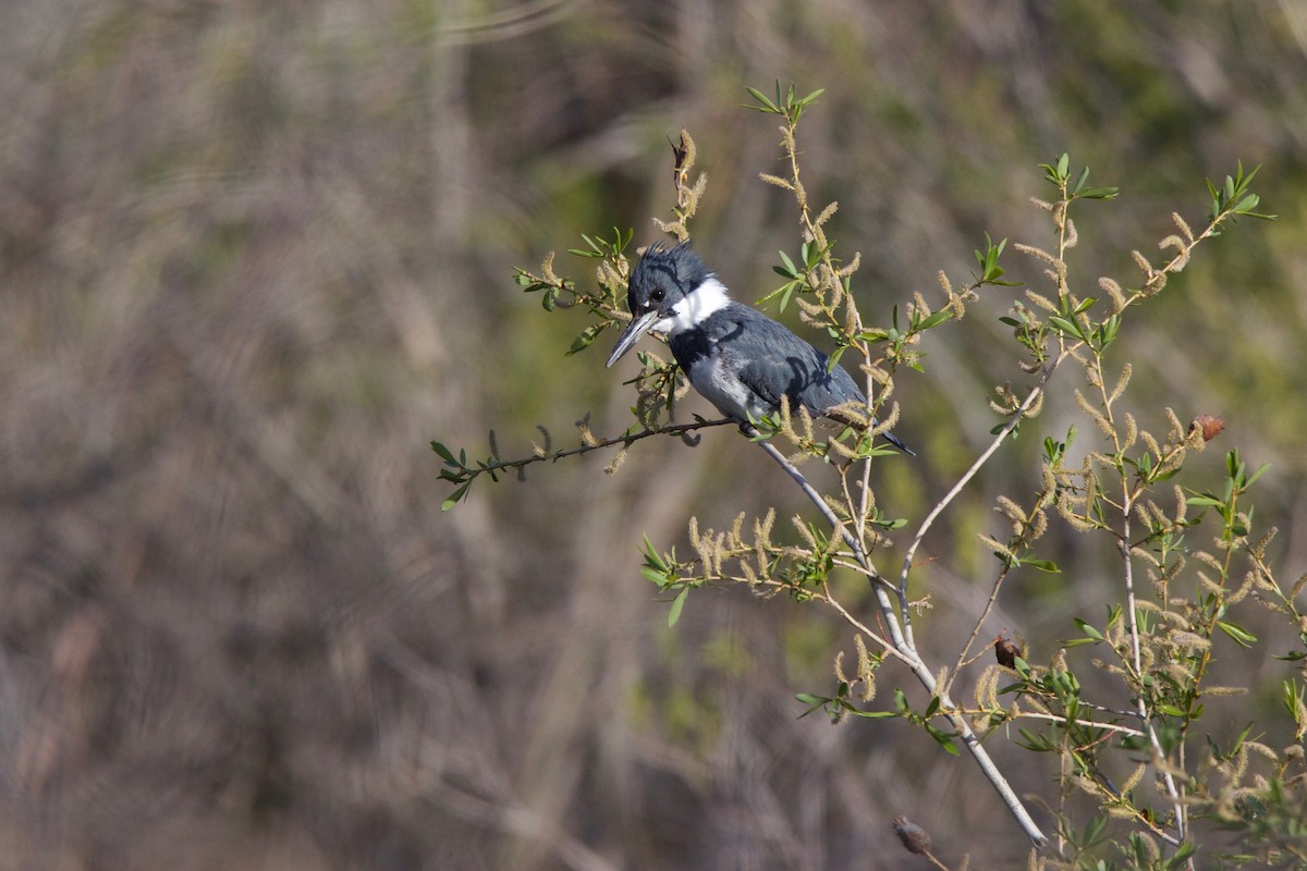 Belted Kingfisher - ML238346711