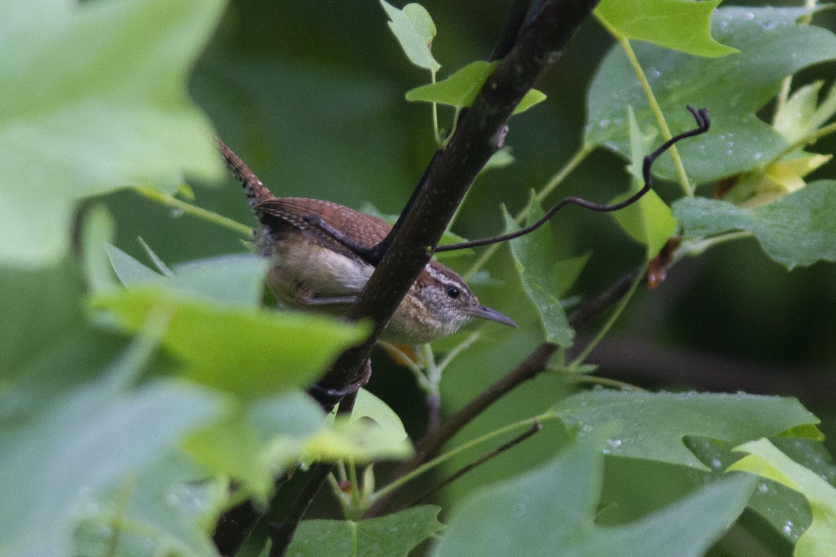 Carolina Wren - ML238346741