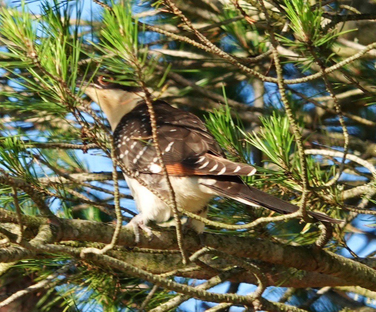 Great Spotted Cuckoo - ML238351771