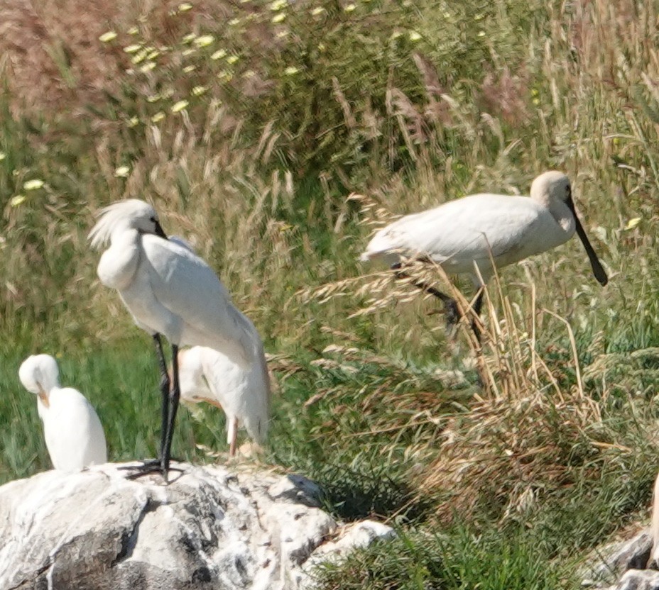 Eurasian Spoonbill - ML238351921