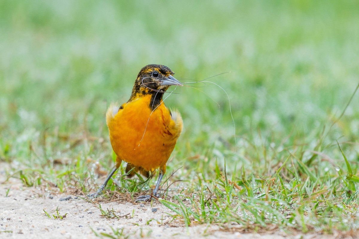 Baltimore Oriole - Lisa Nasta