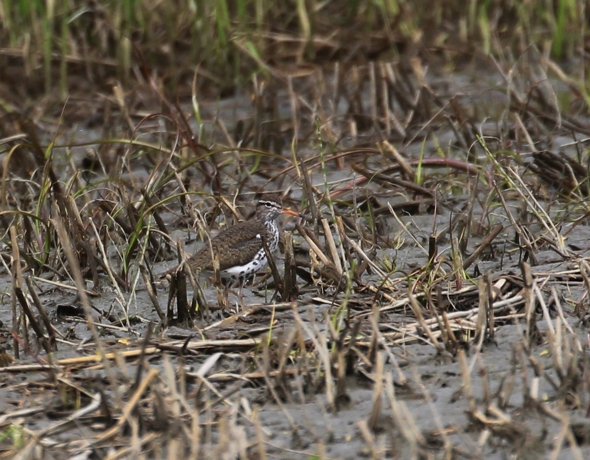 Spotted Sandpiper - ML238353471