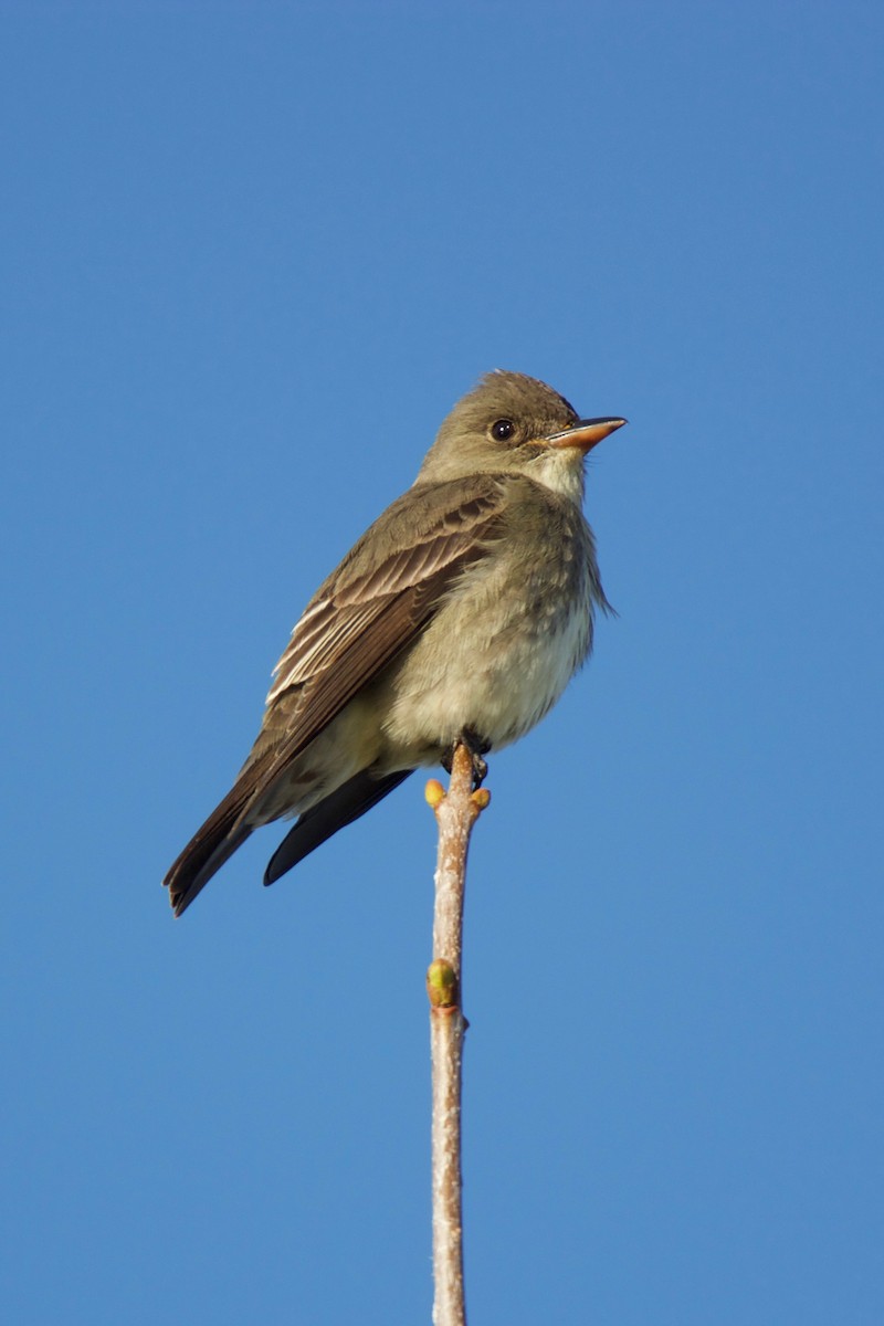 Western Wood-Pewee - Scott Evanson