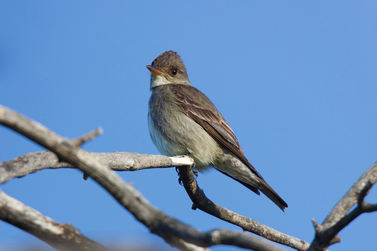 Western Wood-Pewee - Scott Evanson