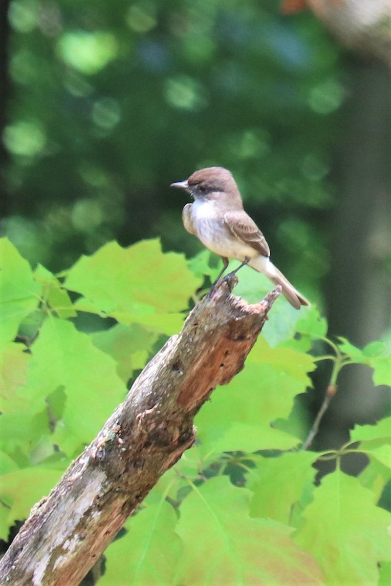 Eastern Phoebe - ML238355271