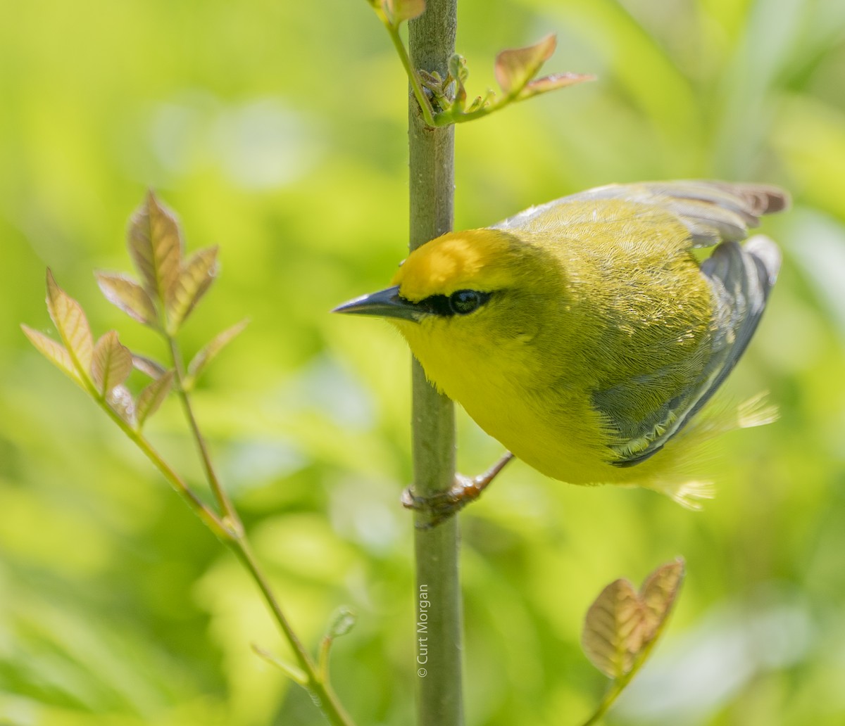 Blue-winged Warbler - ML238355681