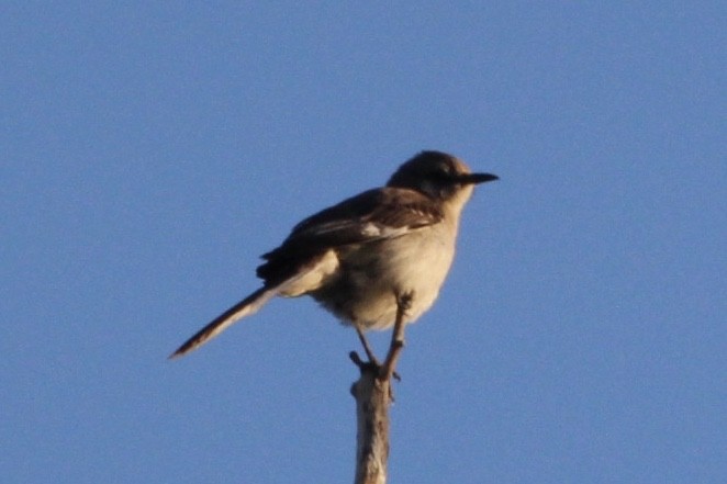 Northern Mockingbird - ML238359001