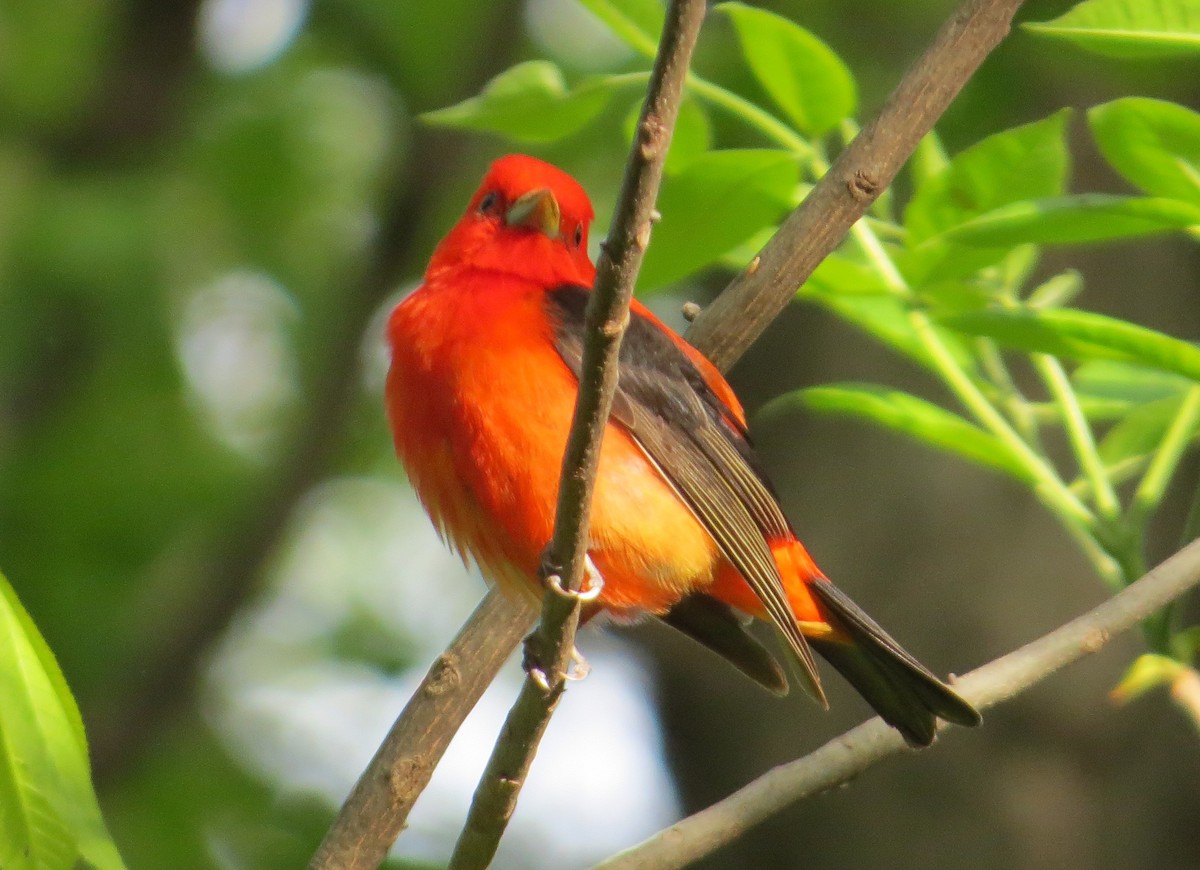 Scarlet Tanager - ML238359381