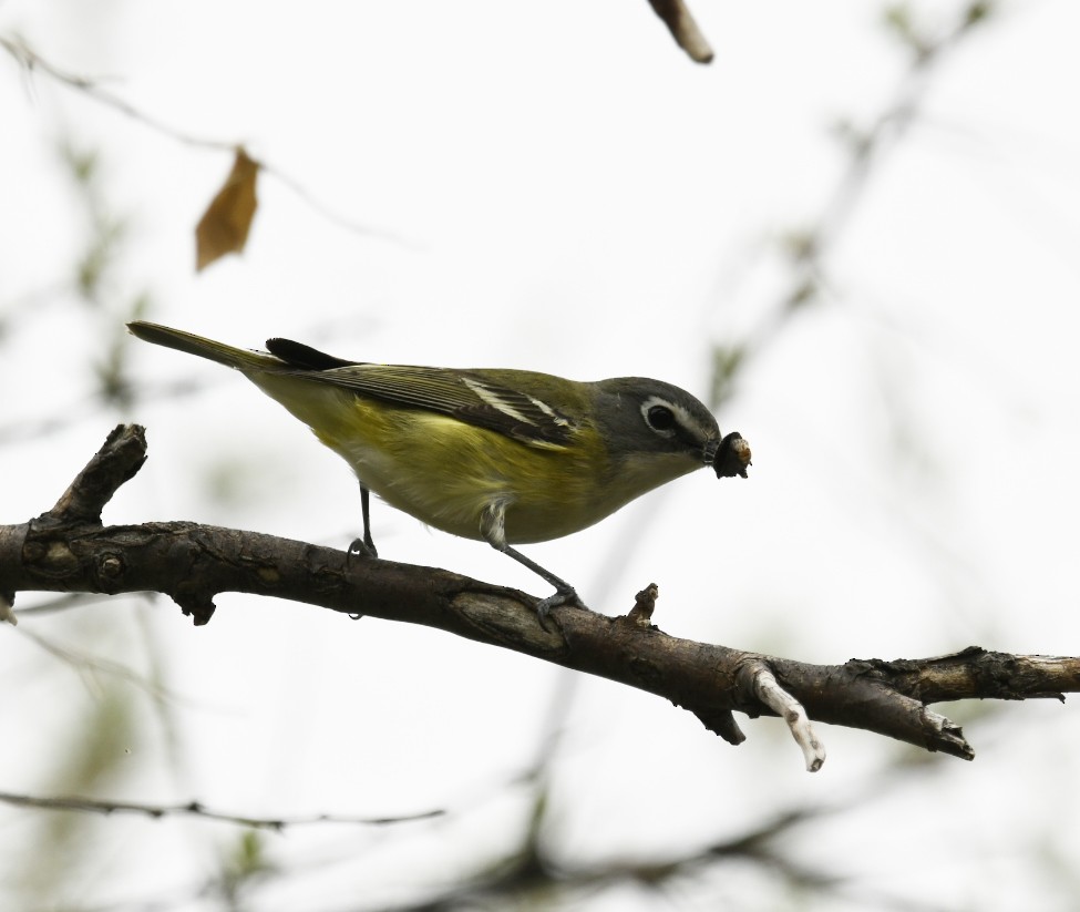 Blue-headed Vireo - ML238362961