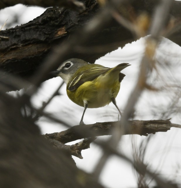 Blue-headed Vireo - S Koenen