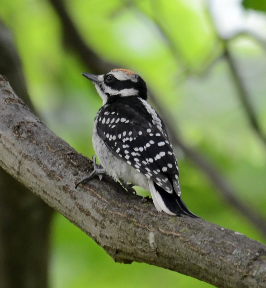 Hairy Woodpecker - M Huston