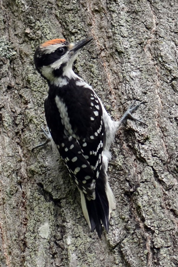 Hairy Woodpecker - M Huston