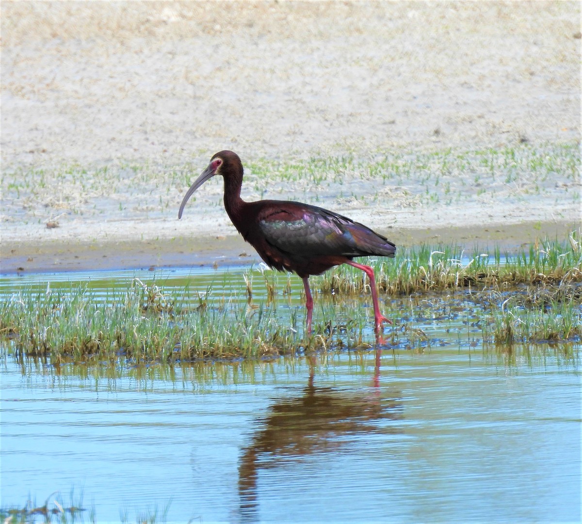 White-faced Ibis - ML238366731