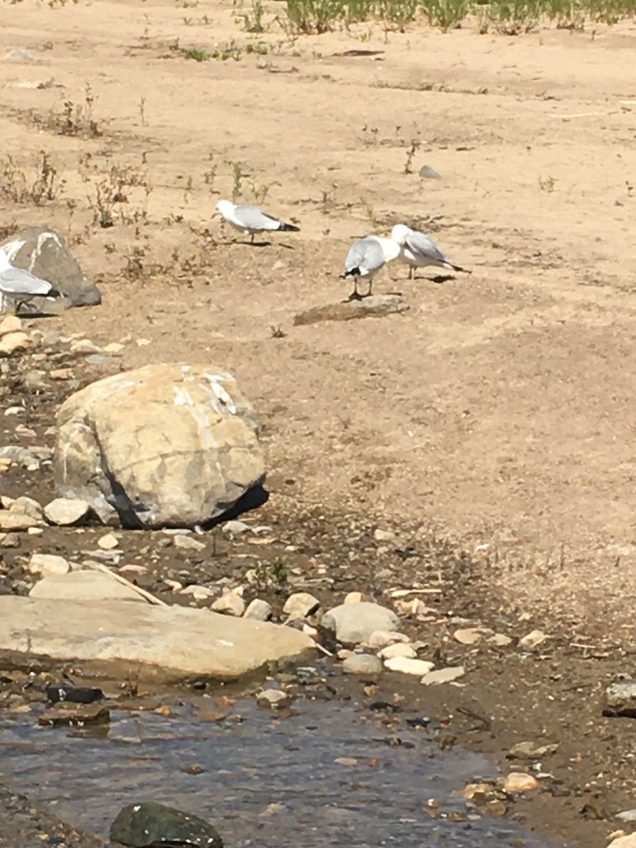 Ring-billed Gull - ML238367671