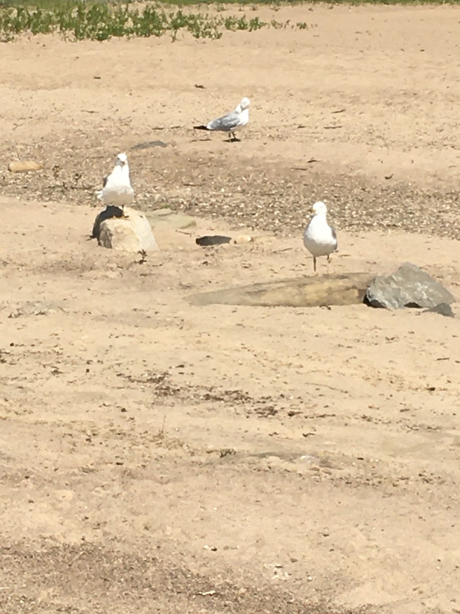 Ring-billed Gull - Alex Phelps