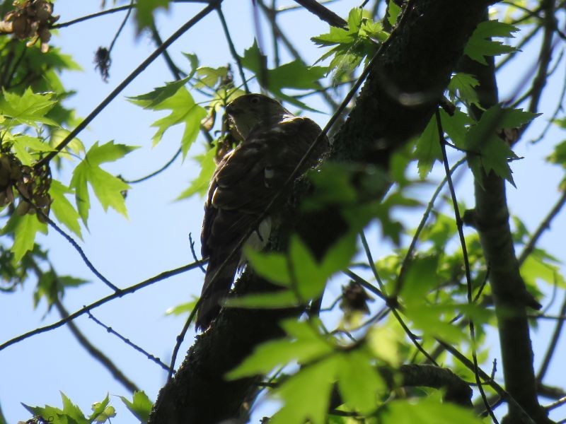 Cooper's Hawk - ML238368041