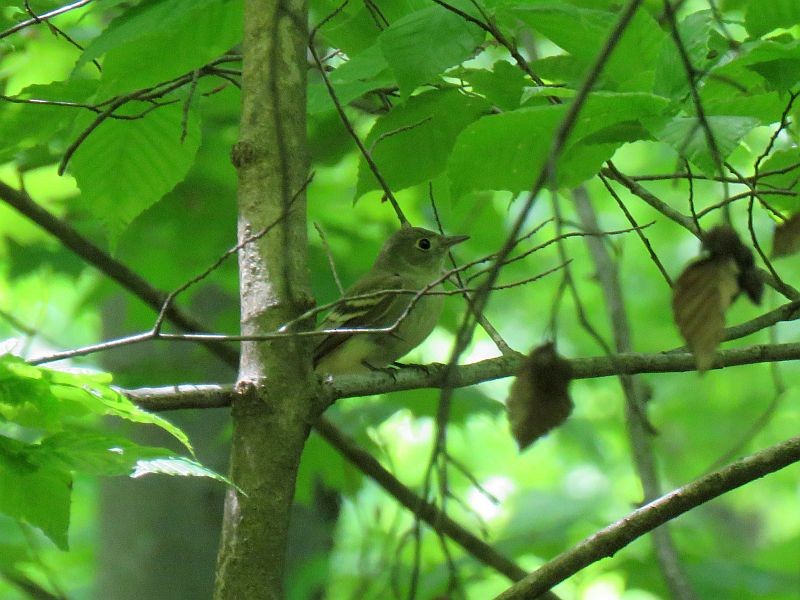 Acadian Flycatcher - ML238368131