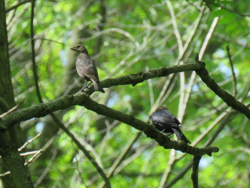 Brown-headed Cowbird - ML238368651