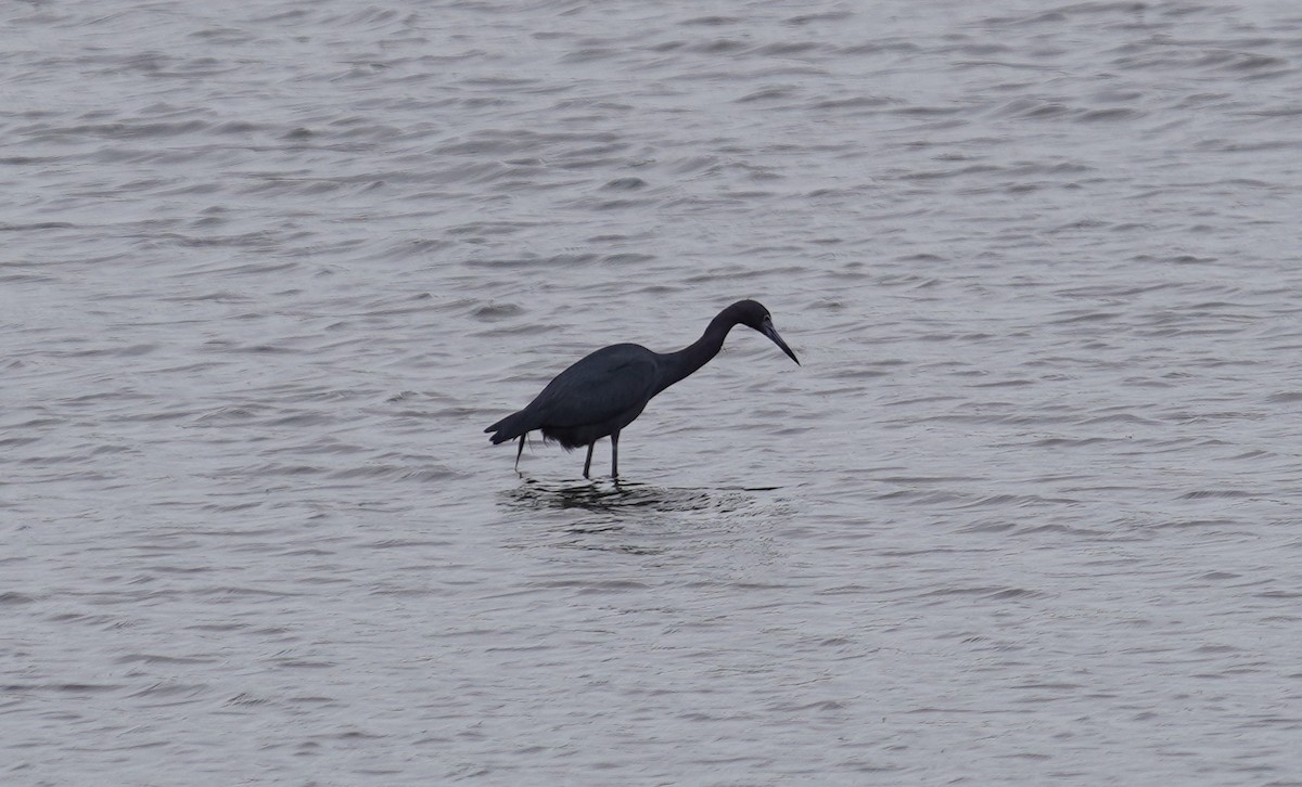 Little Blue Heron - ML238369071