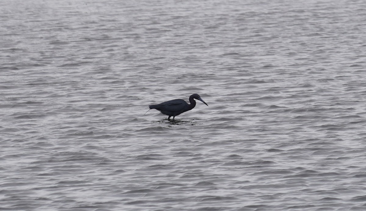 Little Blue Heron - ML238369081